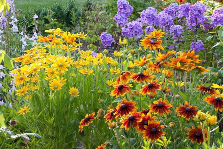 Gloriosa Daisy Prairie Sun, Rudbeckia Prairie Sun, Rudbeckia hirta Prairie Sun, Award winning perennial, yellow flowers